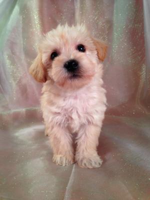Great News!  Purebredpups ships to Schnoodle buyers and Schnoodle Breeders for only $150. From California to Florida, up to Pennsylvania, Massachusetts, and Maryland, Trust Purebredpups to deliver at some of the best prices the internet has to offer! 4